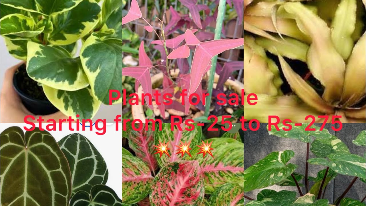 WhatsApp:9895462574.Plants for sale.Starting from Rs-25 to Rs-275