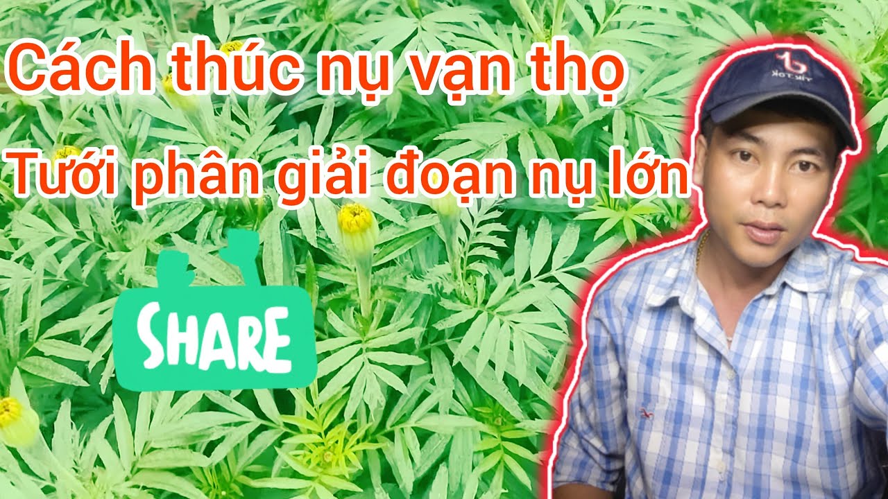 cách thúc nụ bông vạn thọ nở hoa đúng tết, tưới phân, huỳnh tinh vlog