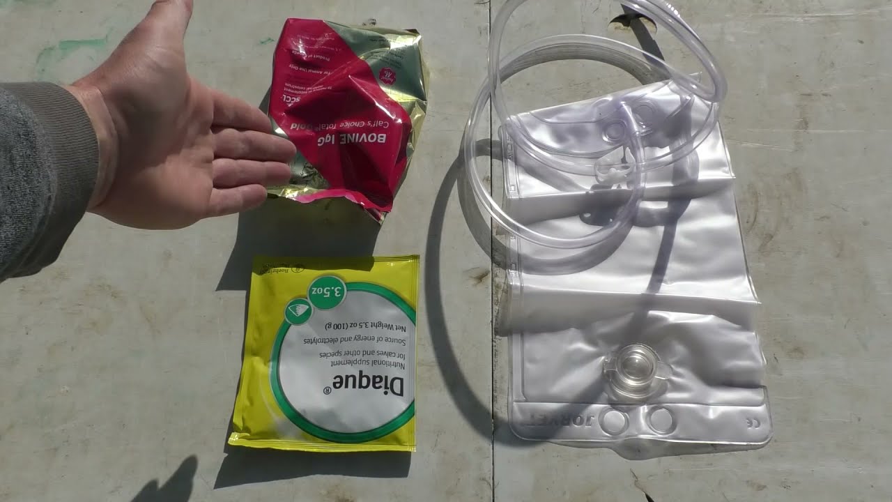 How to Tube Feed a Calf