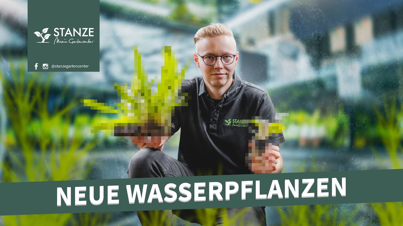 Wasserpflanzen f&uuml;r DEIN Aquarium! | UNBOXING