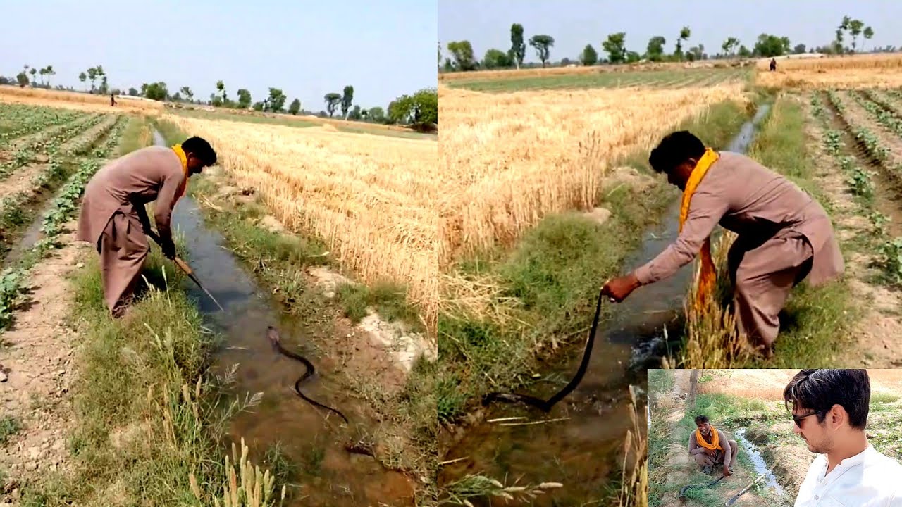 Black Cobra Snake Hunting in the Wheat Fields