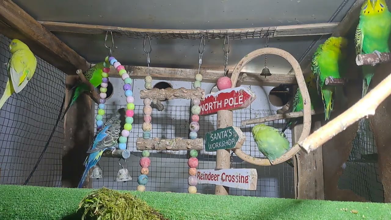 “Smartest Budgie Ever! You Have to See This 😲”