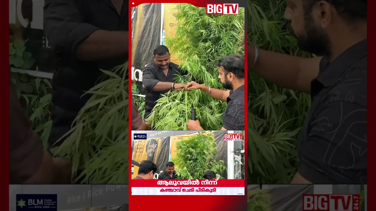 10-month-old cannabis plants seized from a private property in Aluva