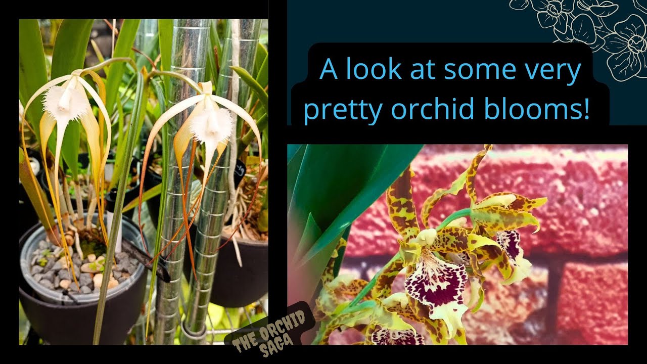 A look at some very pretty orchid blooms!