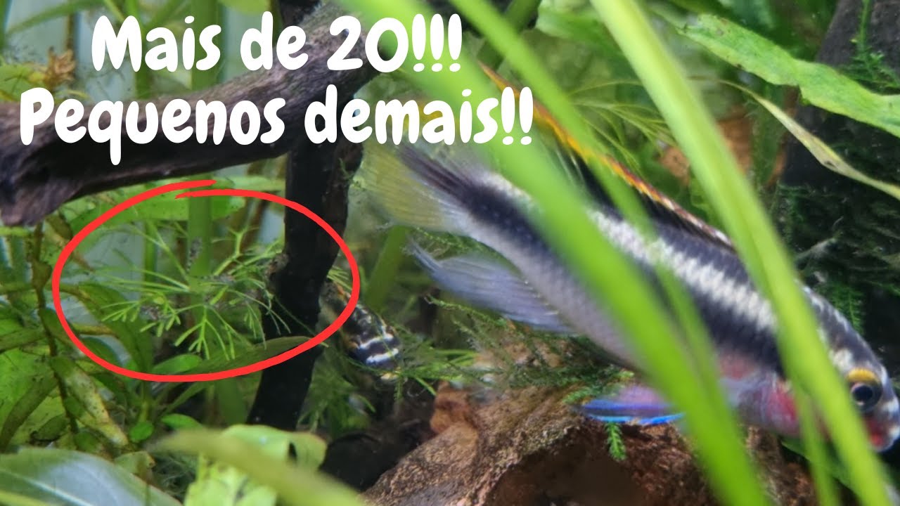 FILHOTES de KRIBENSIS | Reprodução de Ciclídeo Anão Africano | Amazonic Tank