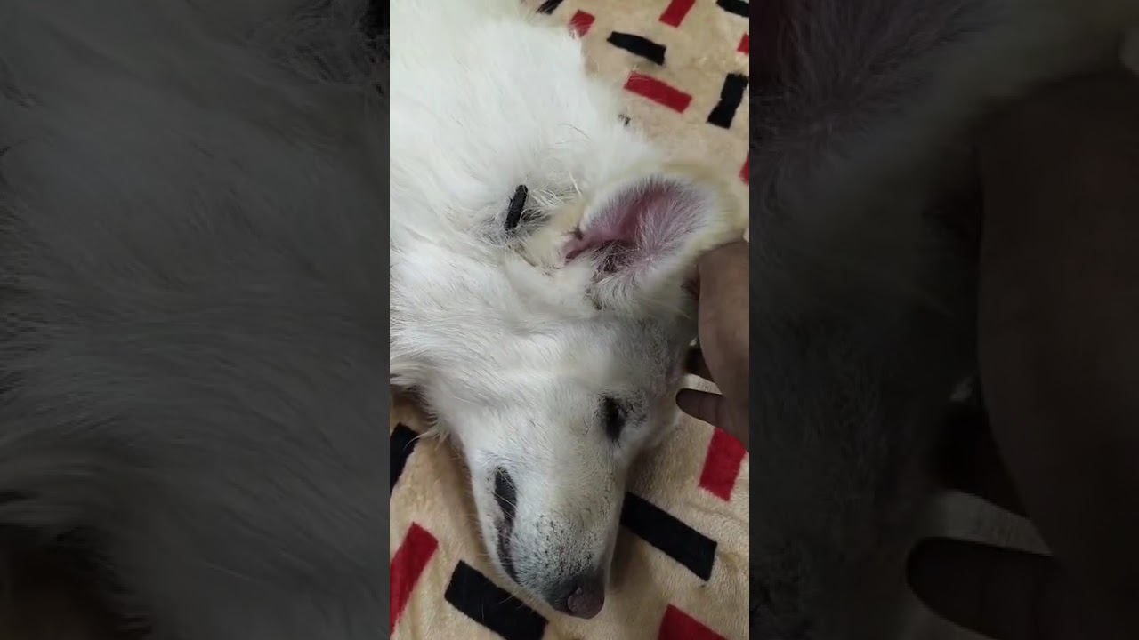 Tuffy apni sewa karvate hue