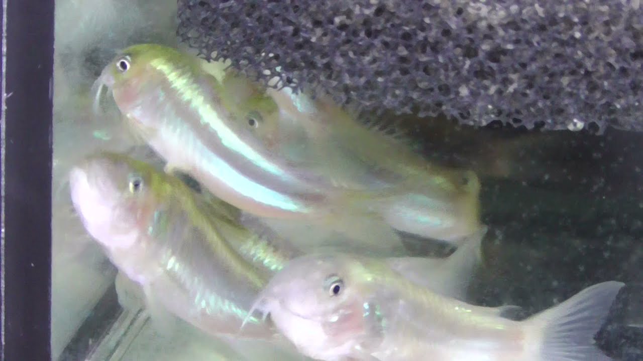 Corydoras sp. CW009 