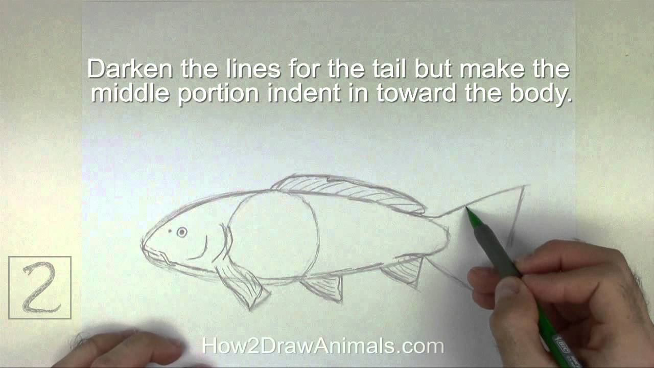 How to Draw a Koi Fish