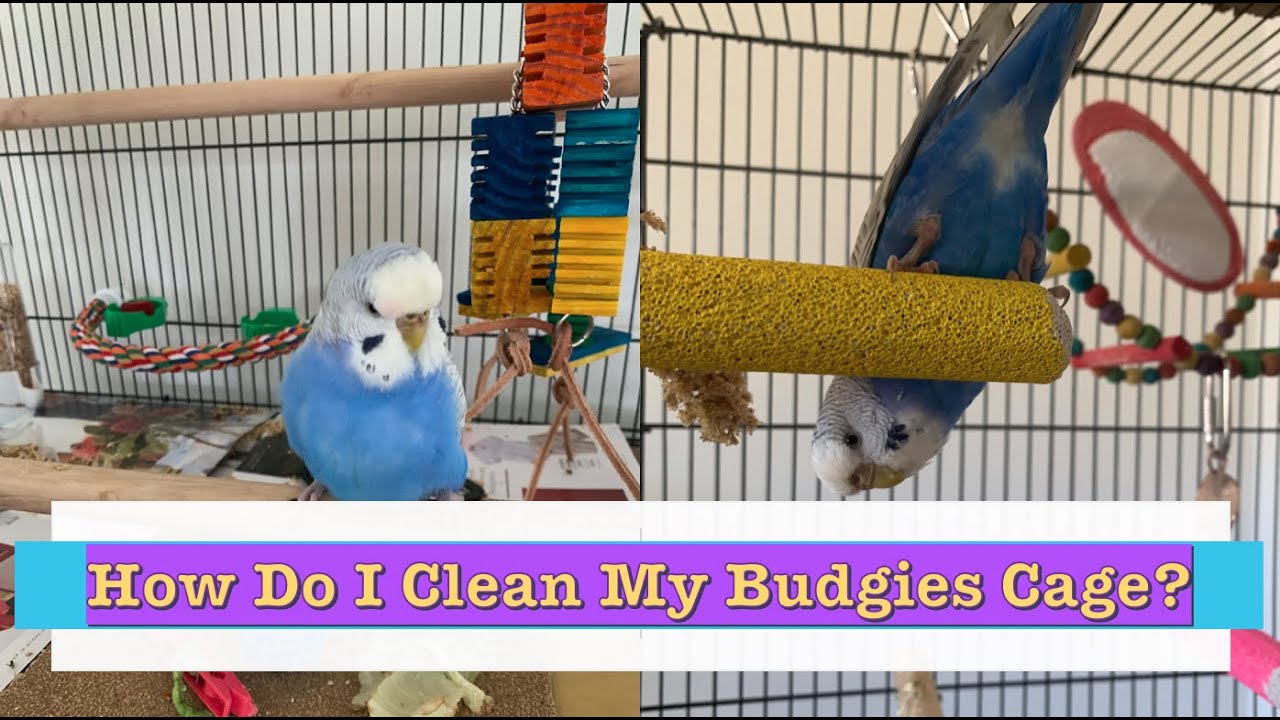 How do I clean my birds cage?