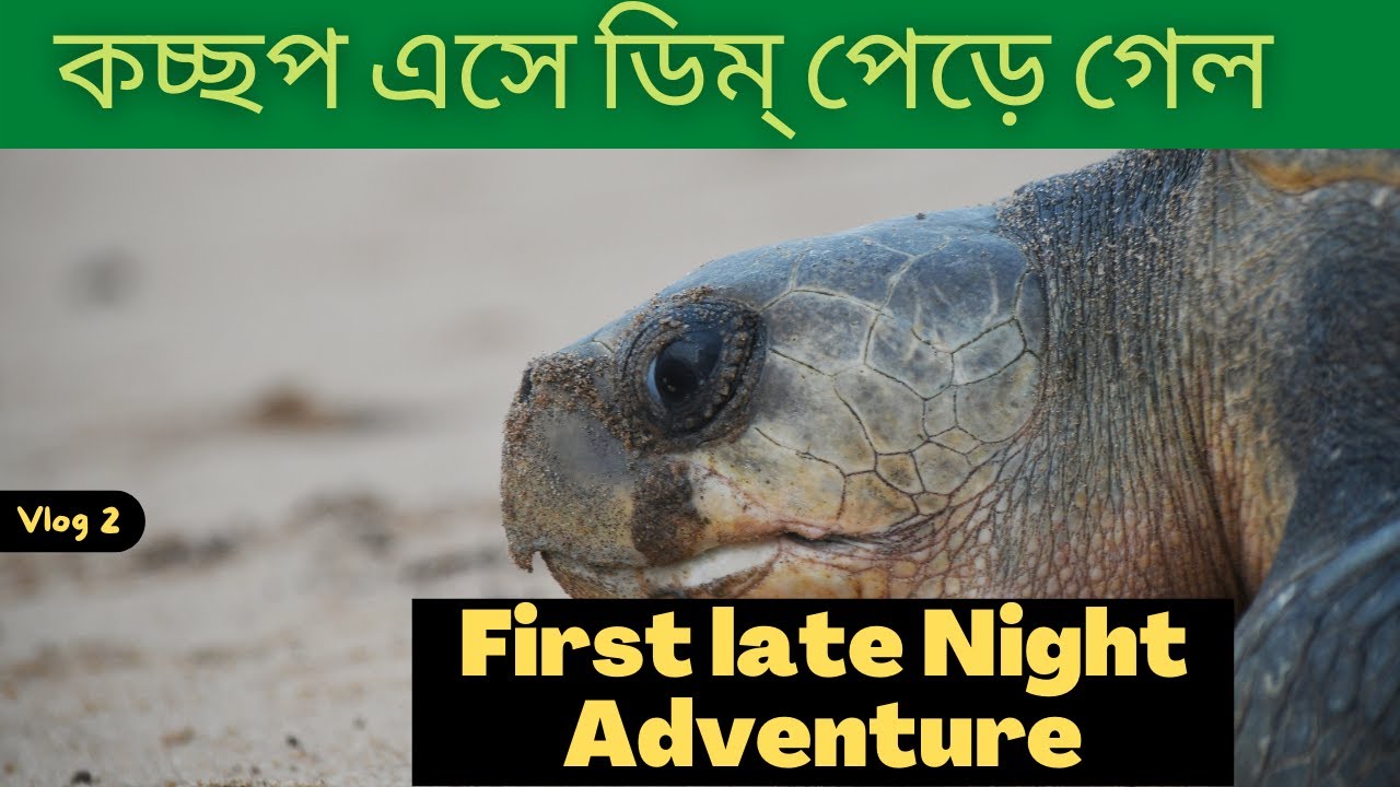 Turtle Nesting on Beach | Olive Ridley  Sea Turtle | Rushikulya Beach | Odisha | The Phd Vlogger