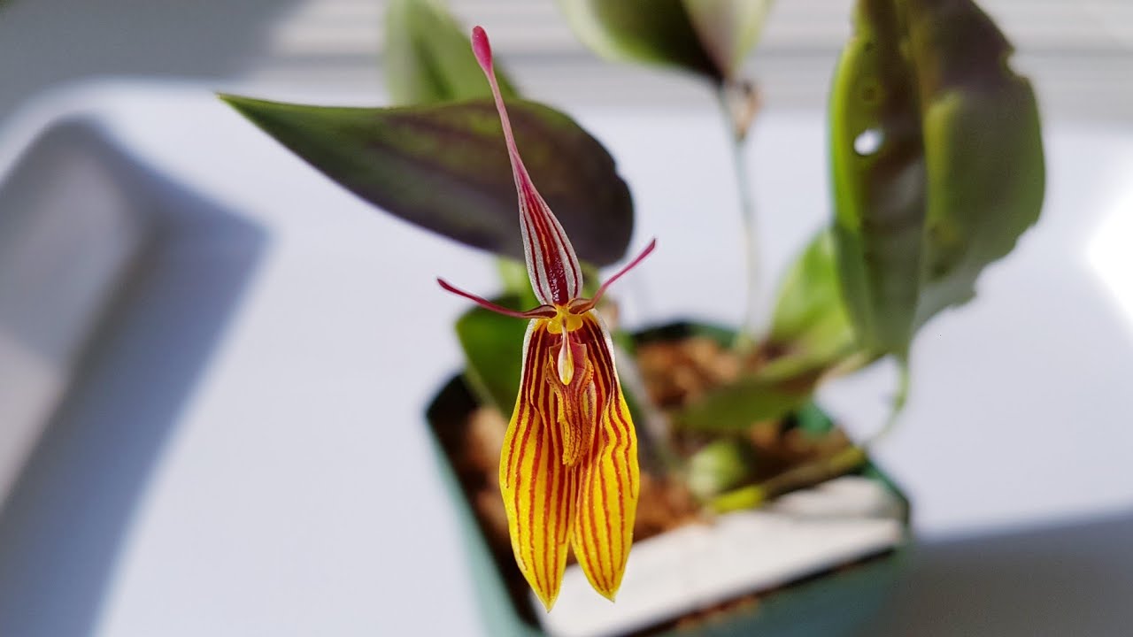 形似昆虫的兰花 Restrepia brachypus