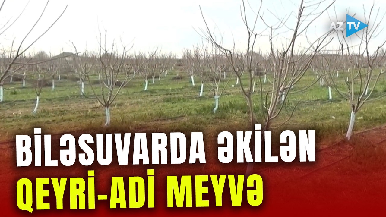 Biləsuvarda əkilən bu qeyri-adi növ yüksək məhsul verə bilər: SOYUQ İQLİMƏ davamlıdır