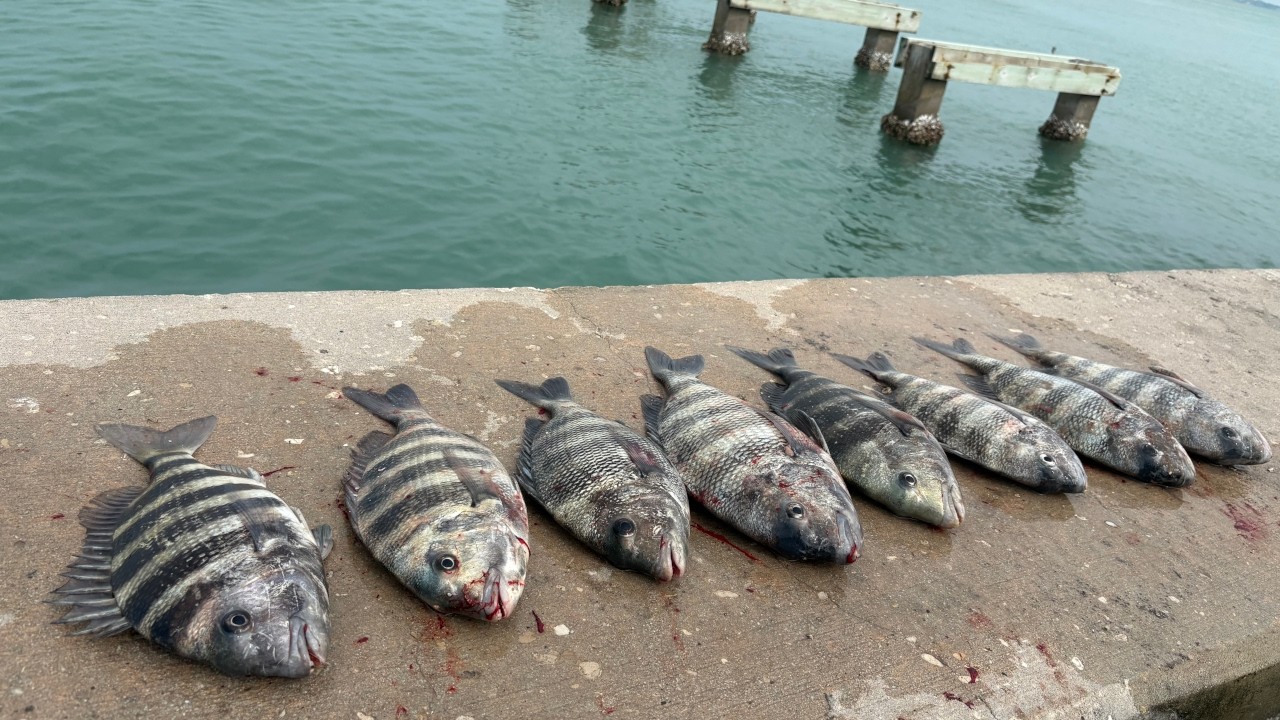 This Simple Method Is The Key (Bank Fishing Florida For Sheepshead Catch N' Cook)