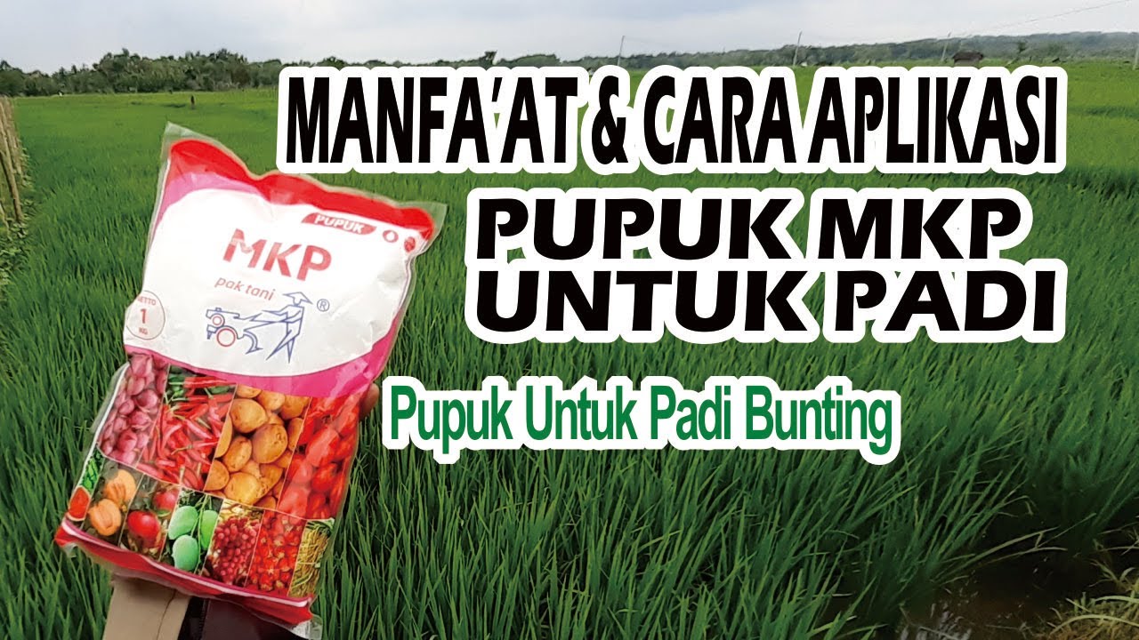 MANFAAT DAN CARA APLIKASI PUPUK MKP UNTUK PADI