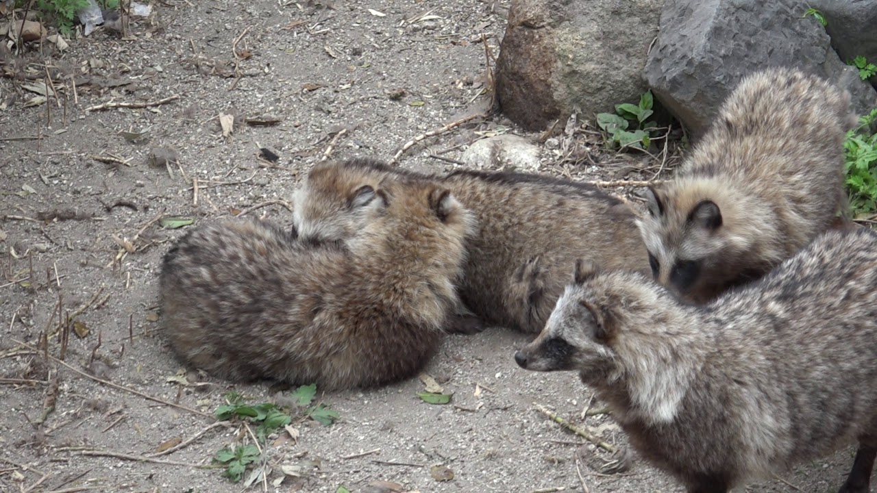 東山動物園/仲良しなタヌキ 何やってんだ編　raccoon dog