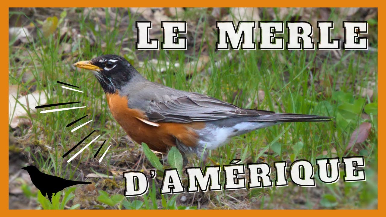 Le merle d'Amérique