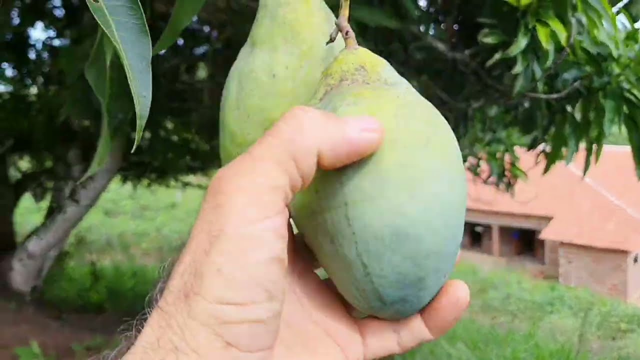 ACORDEI DE MANHÃ PRA IR NA FEIRA DE BOM CONSELHO 
