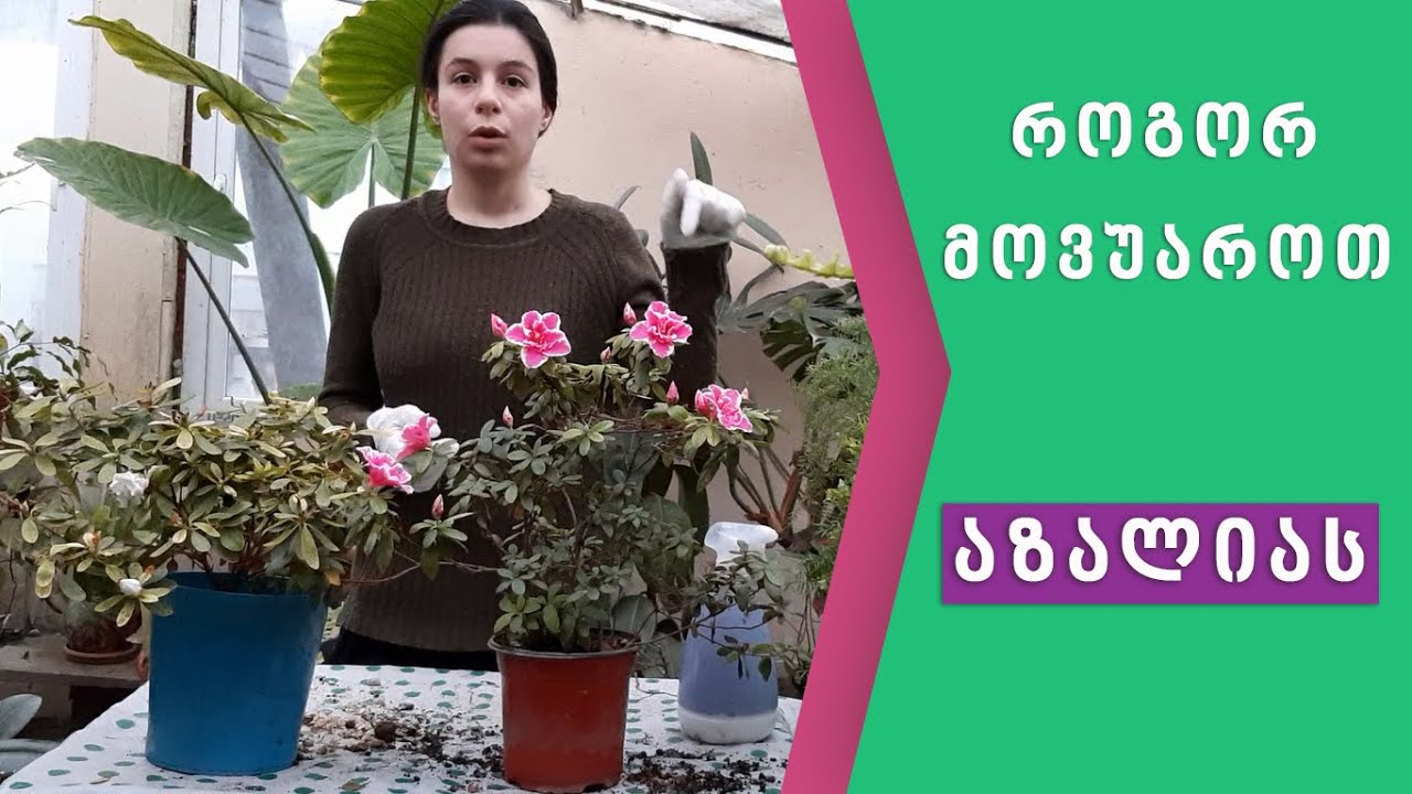 როგორ მოვუაროთ აზალიას? rogor movuarot azalias?