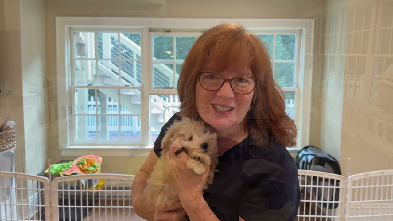 SVCC Schnauzers Update on July 1 2024