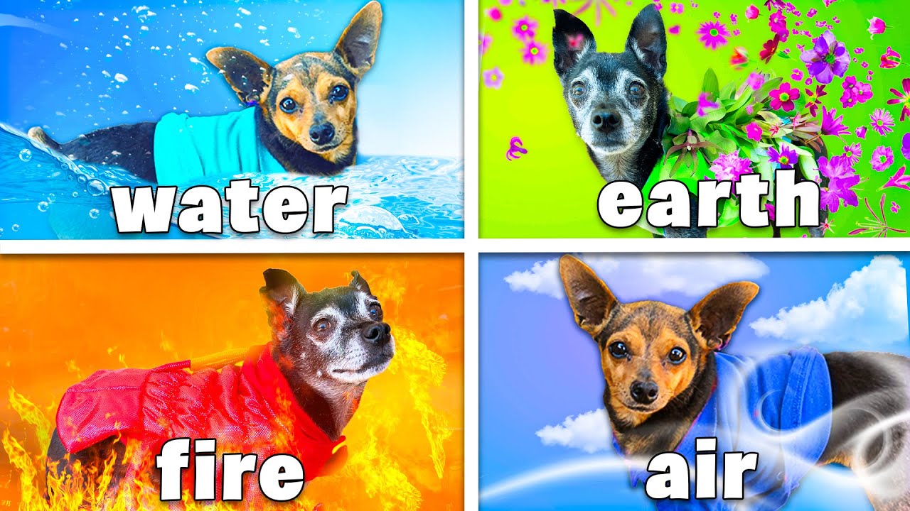 Four Elements Dog Challenge - Fire, Water, Earth & Air Dogs
