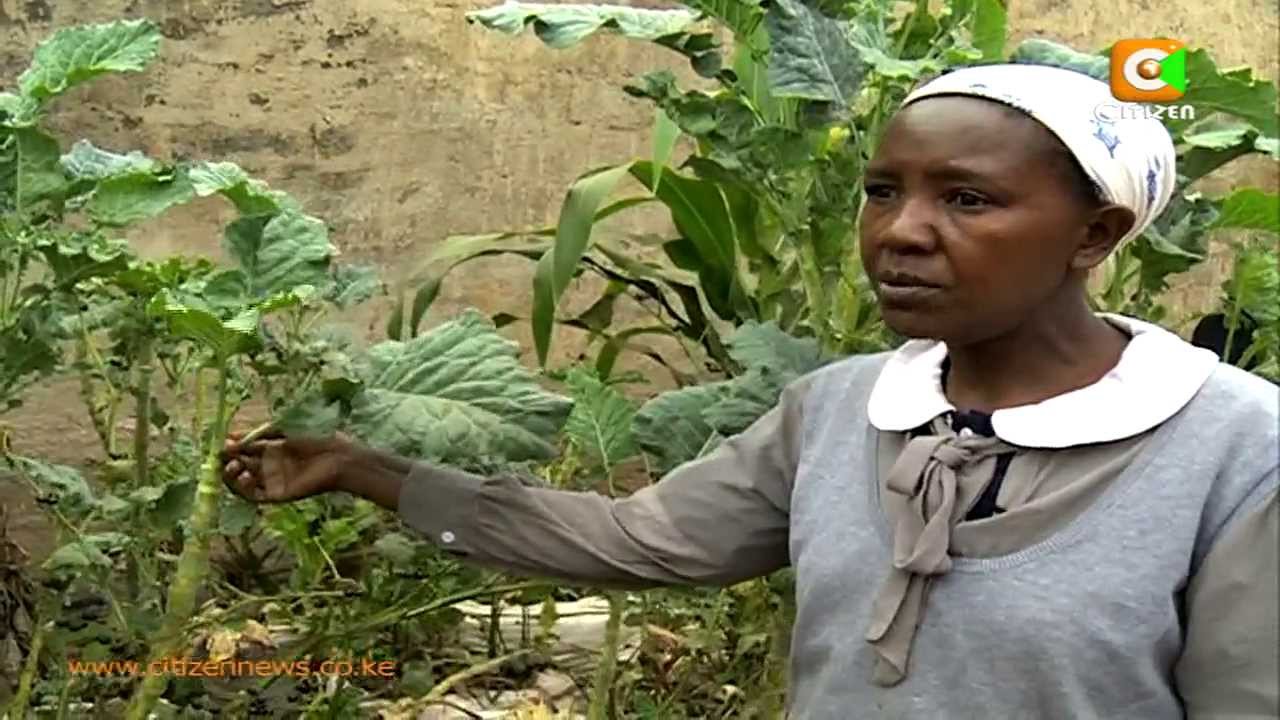 Women in Kibera Slums Use Sacks to Grow Vegetables