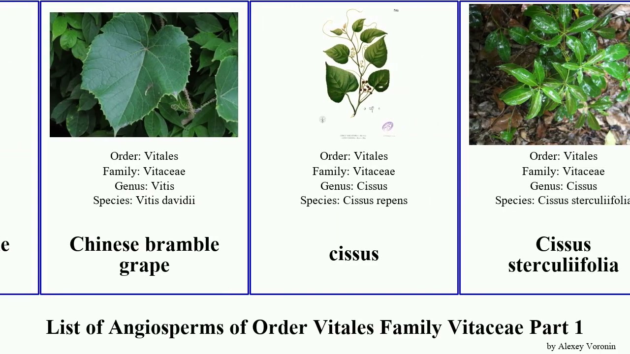 List of Angiosperms of Order Vitales Family Vitaceae Part 1 cissus grape cyphostemma cayratia wild