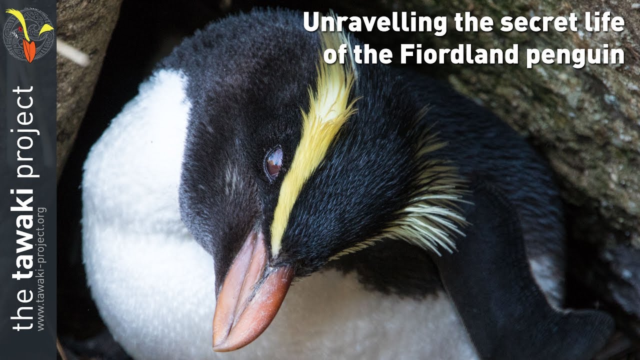 Unravelling the secret (marine) life of the Fiordland penguin