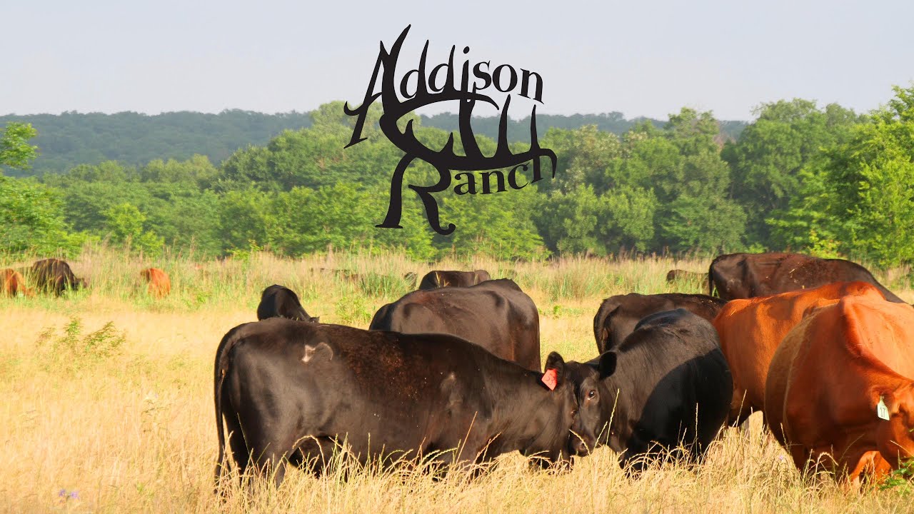 THE DISPOSITION OF MASHONA CATTLE