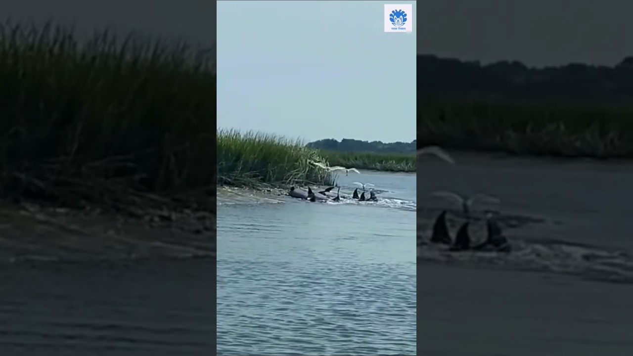 Dolphins fishing style 