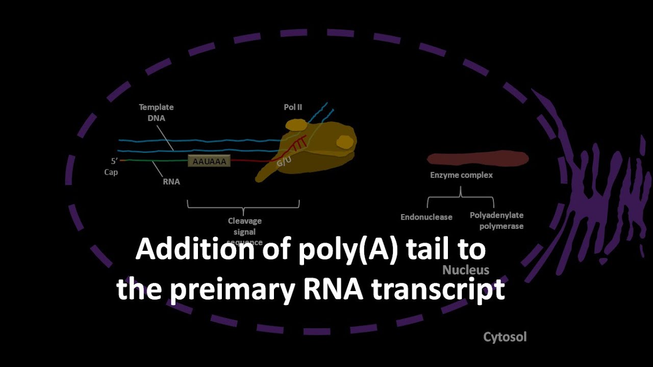 Poly A tail formation