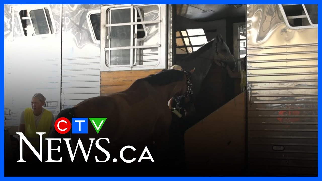 Horses arrive for Spruce Meadows competition