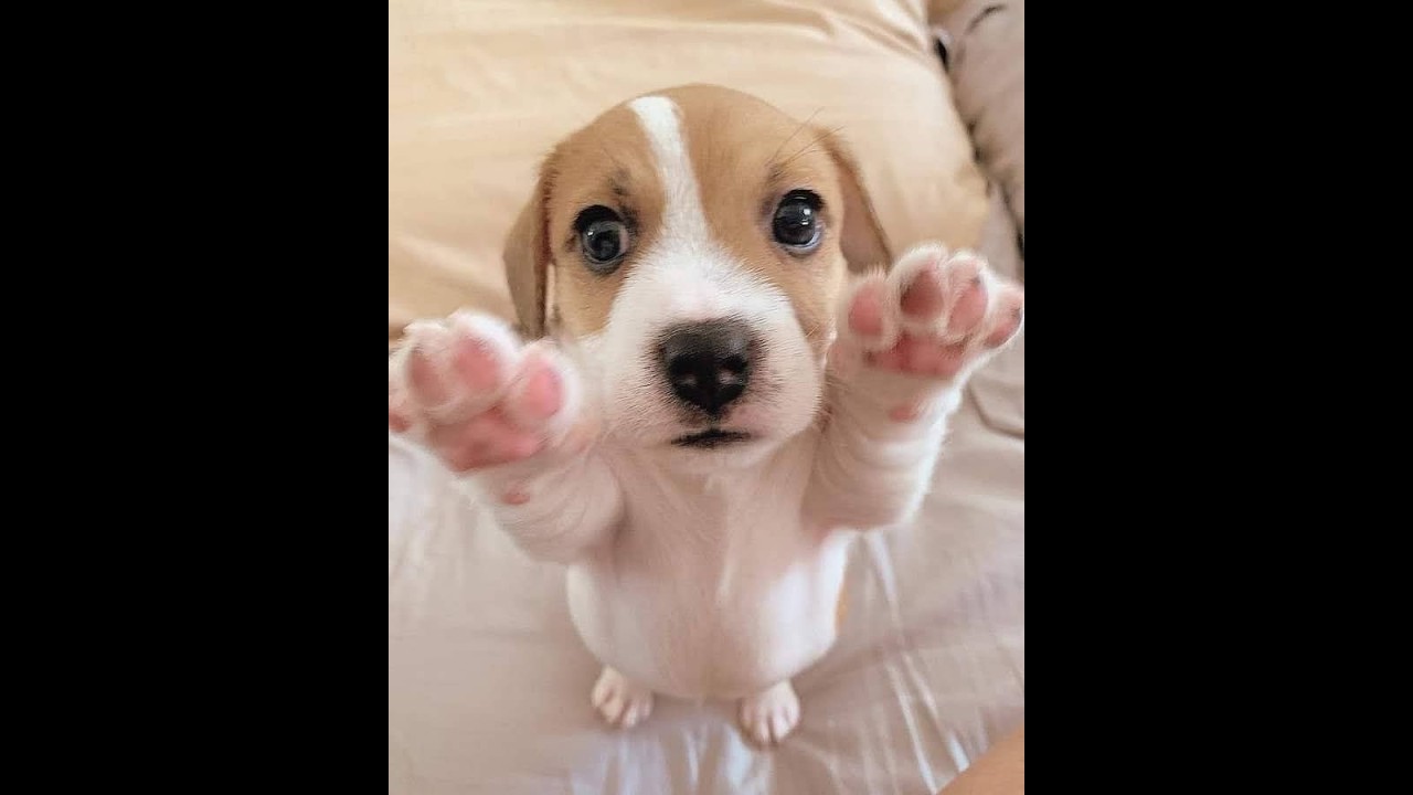 😸 Супер смешные видео с животными для поднятия настроения! 🐈 Улыбнитесь! 🐱