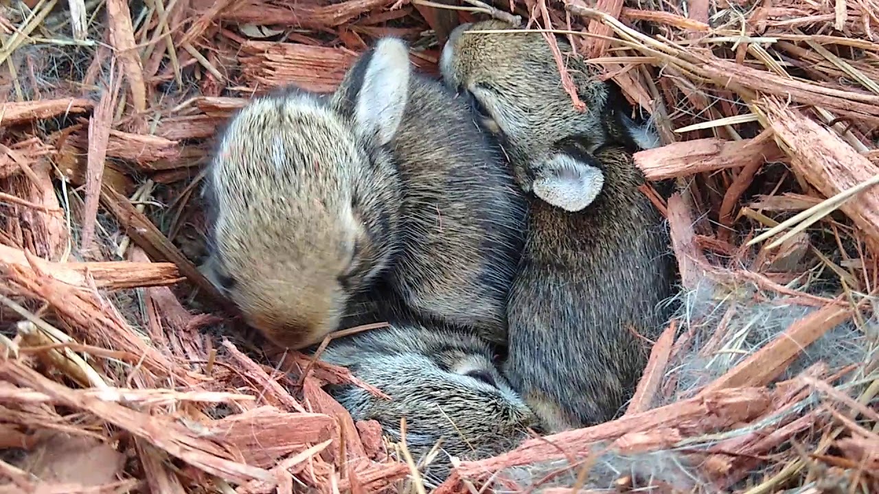 Eastern Cottontail Bunnies!