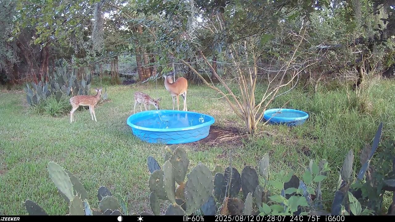 A short clip pulled from Trail cam video back when the fawns had spots (454)