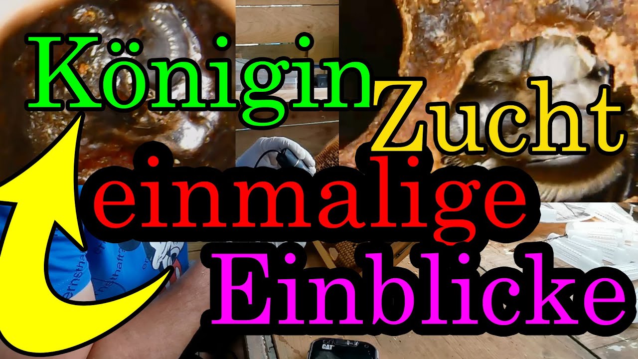 Bienen Königin Zucht Umlarven einmalige Einblicke