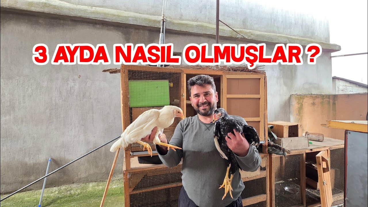 Hint Horozuna Veda Etmek Zorunda Kaldım Büyüyen Civcivleri Bahçeye Saldım