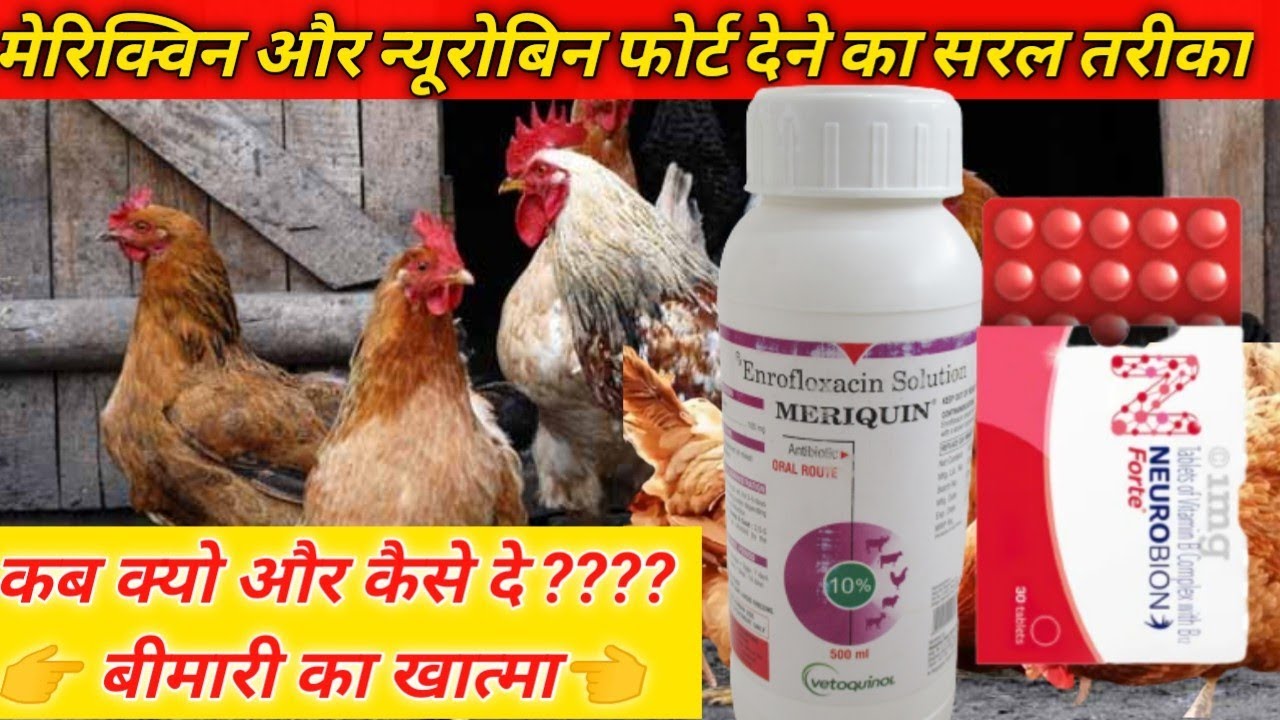 मेरिक्विन और न्यूरोबिन फोर्ट को कब, क्यो और कैसे दे???? #murgipalon #100nubusinessideas