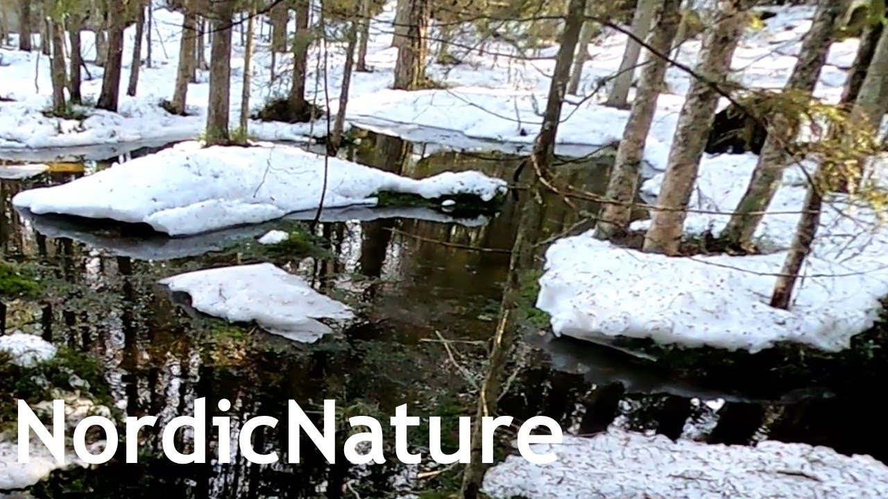 Last snow melting in a Nordic forest, tiny streams and spring flooding