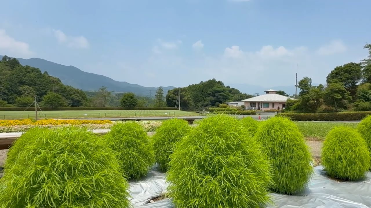 箒草と百日紅　2025.07.09