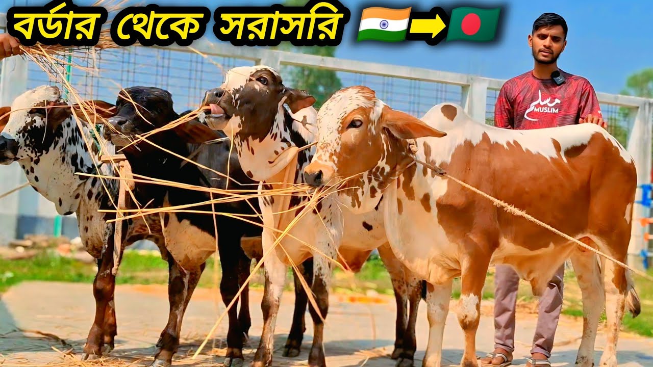 ০১/০৩/২৬/ বর্ডার এলাকা থেকে সারা বাংলাদেশ চ্যালেঞ্জ করার মত #পাকিস্তানি শাহীওয়াল ষাঁড় গরু কালেকশন 