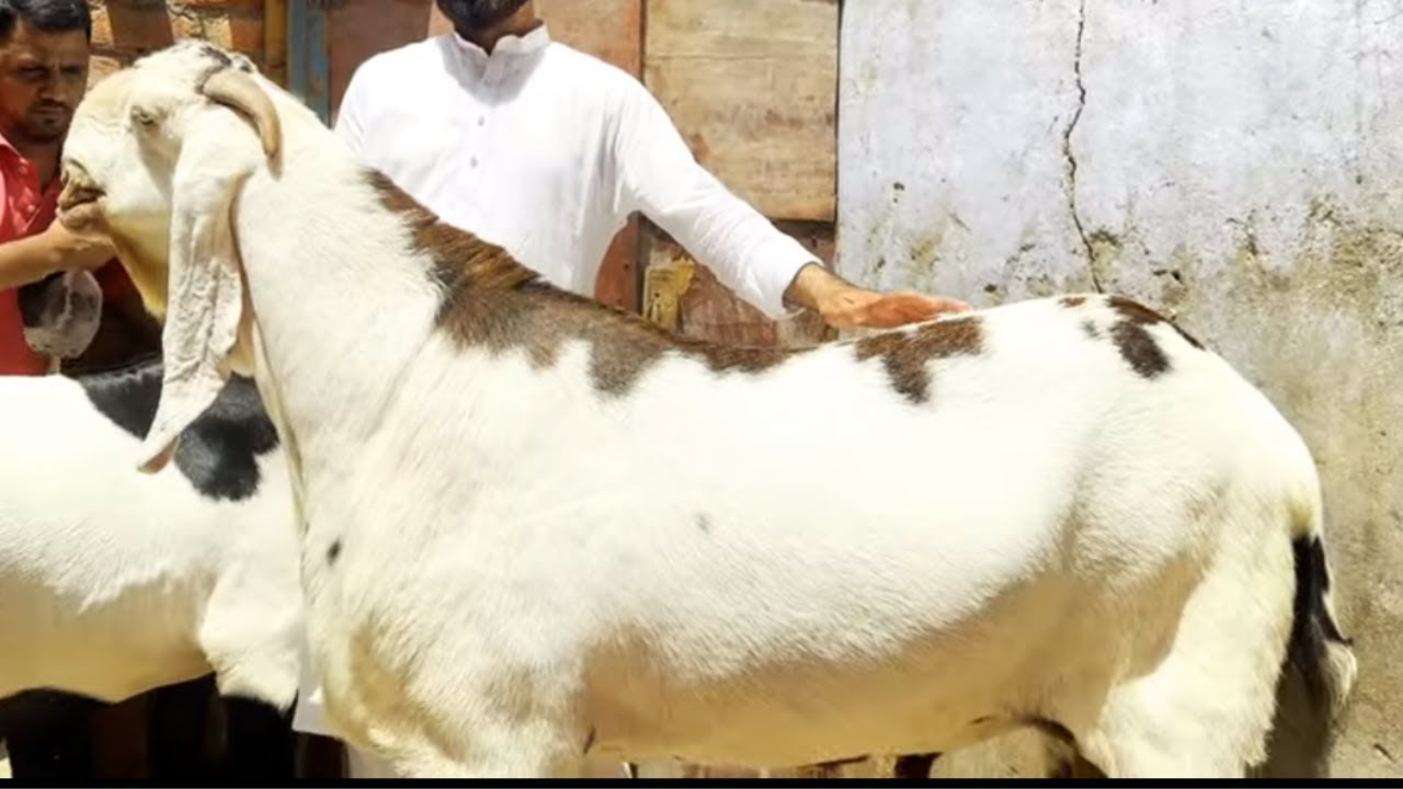 World Biggest Goat Breed | Modern Biggest Goat Farming In The World- Amazing Goat Farming