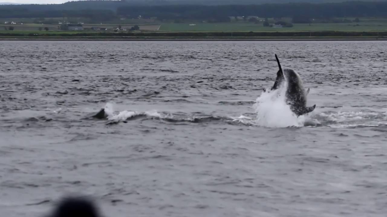 Chanonry Point Dolphins