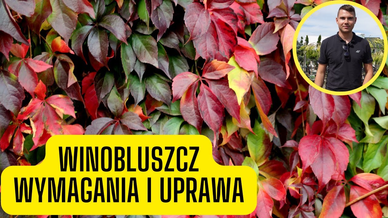 Winobluszcz – wymagania i uprawa dzikiego wina. Szybko rosnące pnącze o czerwonych liściach jesienią
