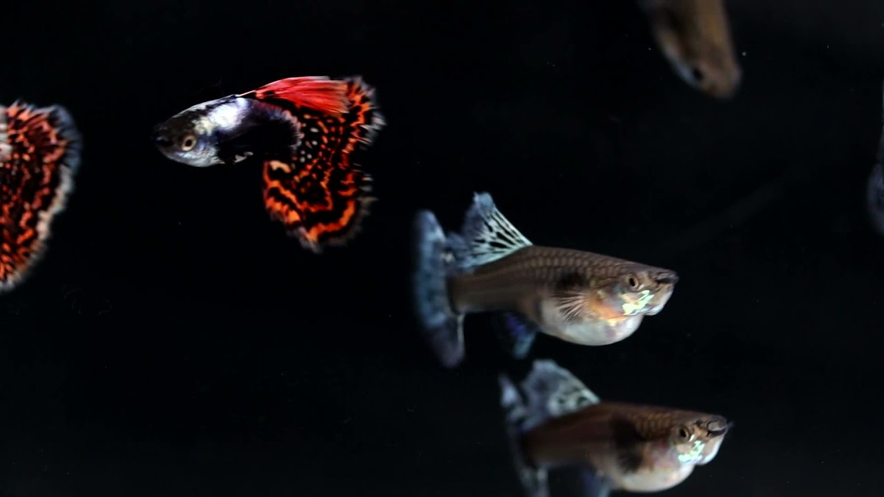Guppy Platinum Red Mosaic Big Ears