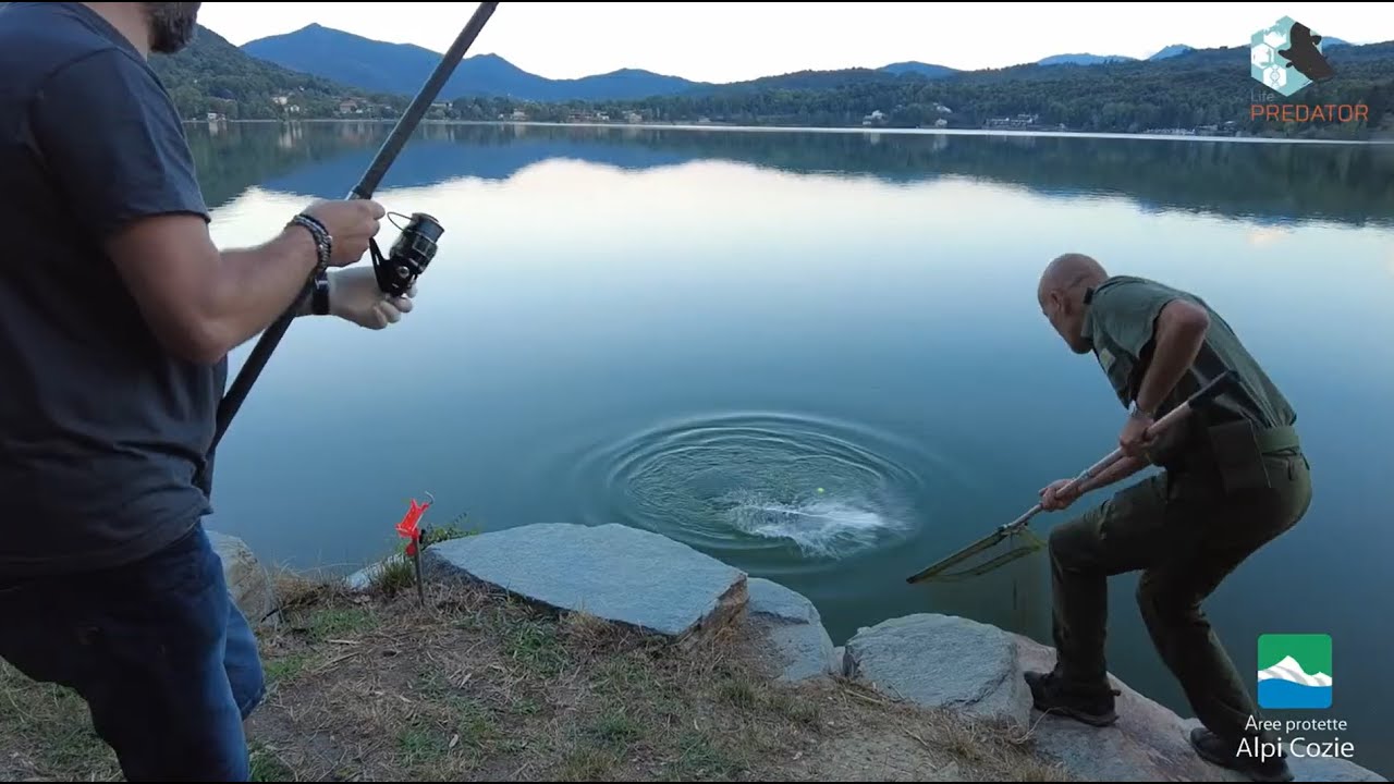 I pescatori dilettanti per il contenimento del pesce siluro nei Laghi di Avigliana