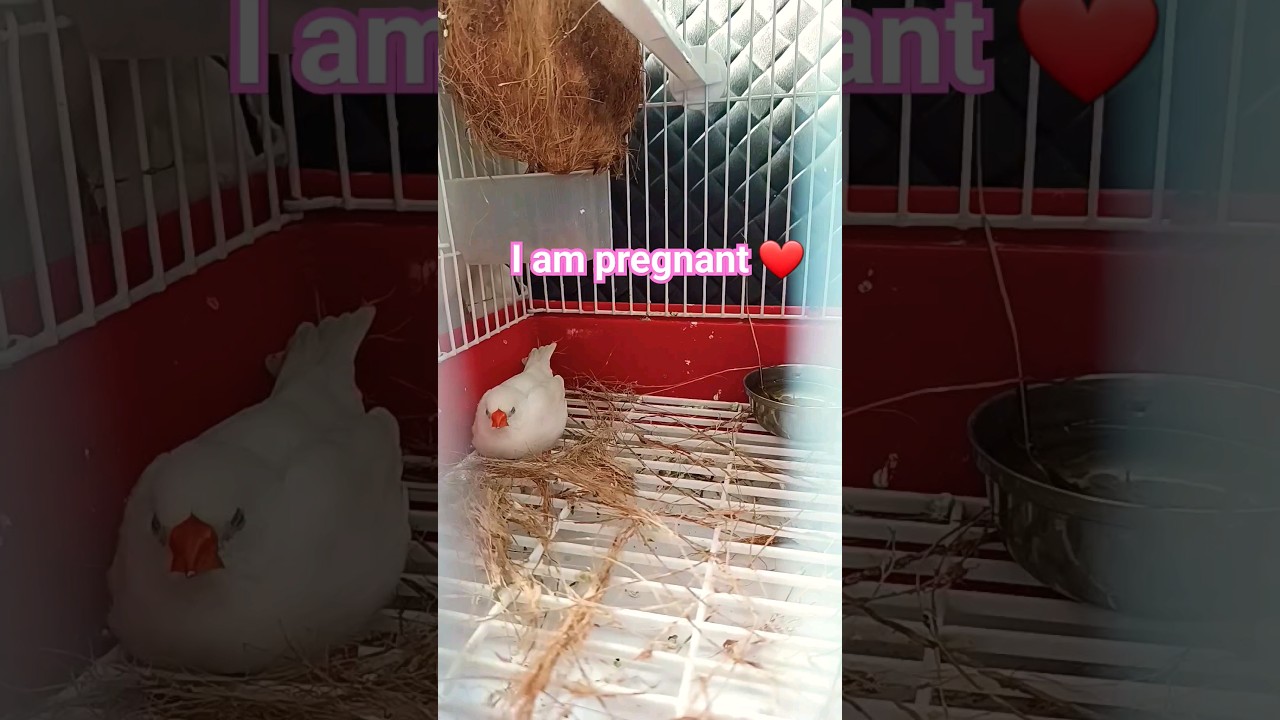 Finches pregnant #finches #birds #lovebirds #pregnant #cutebirds