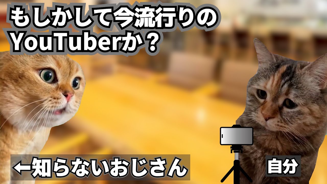 モスバーガーでいっぱい食べた何気ない話【猫ミーム】