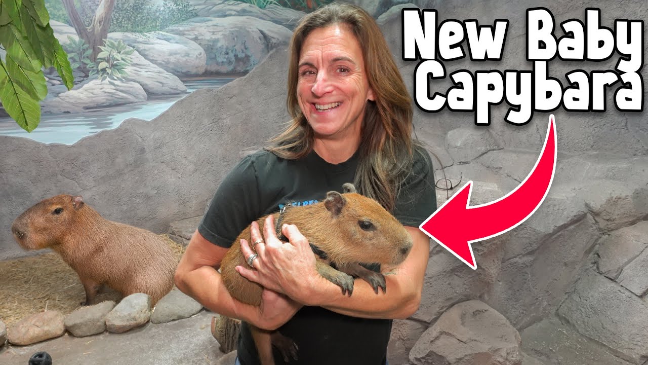 I Bought a Baby Capybara For My Zoo!