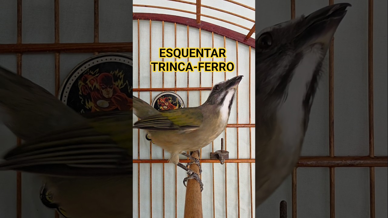 ESQUENTAR TRINCA-FERRO PARA FAZER CANTAR MAIS R&Aacute;PIDO E DESTRAVA CANTO NA HORA #shorts