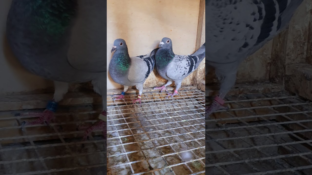 السلام عليكم  هذه الوجبه الثانيه من الستوكات تم طبكه ومن الله التوفيق رقم بيه واساب ٠٧٨٠١٣٥٧٢٤١